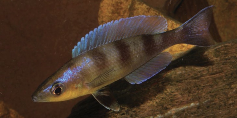 Cyprichromis sp. 'kibishi' Bilila (Kavala) Island